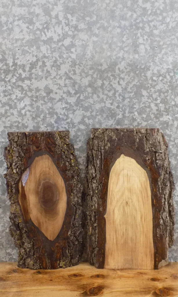 2- Live Edge Black Walnut Taxidermy Mount/Wall Shelf Slabs 13441-13442