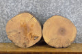 2- Natural Edge Round Cut Ash Rustic Clock Plaque Slabs 13915-13916