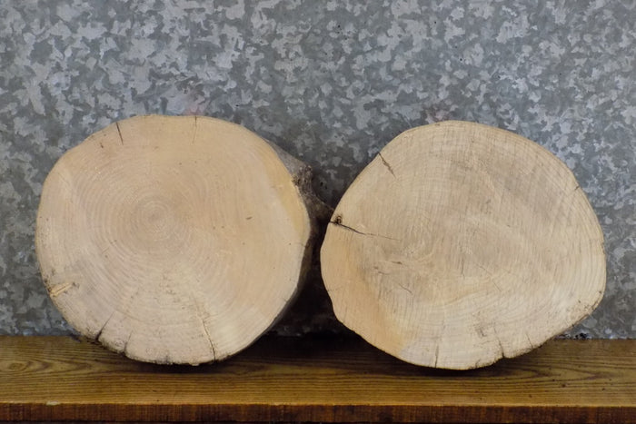 2- Natural Edge Round Cut Ash Salvaged Taxidermy Base Slabs 13917-13918