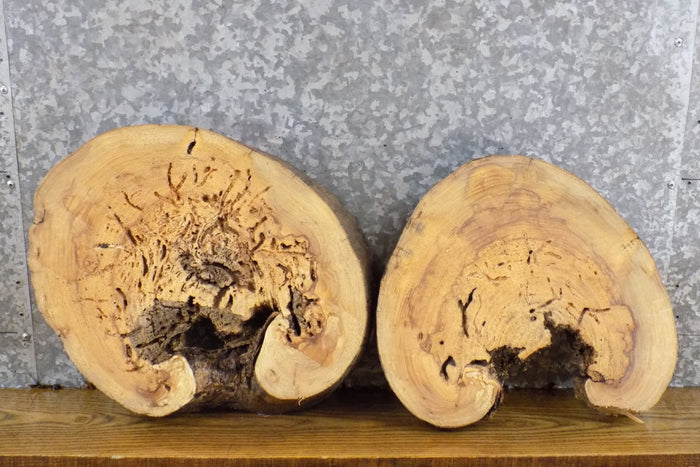 2- Rustic Live Edge Round Cut Ash Centerpiece/Room Decor Slabs 14330-14331