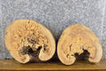 2- Rustic Live Edge Round Cut Ash Centerpiece/Room Decor Slabs 14330-14331