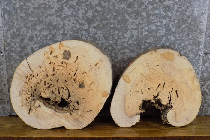 2- Rustic Live Edge Round Cut Ash Centerpiece/Room Decor Slabs 14330-14331