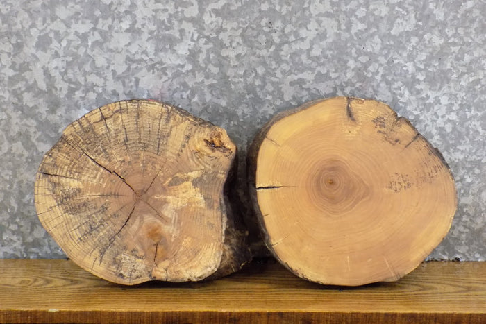 2- Salvaged Round Cut Ash Live Edge Taxidermy Bases/Craft Pack 13911-13912