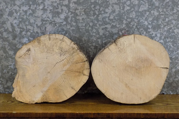 2- Salvaged Round Cut Ash Live Edge Taxidermy Bases/Craft Pack 13911-13912