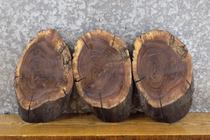 3- Black Walnut Live Edge Oval Cut Craft Pack/Taxidermy Bases 13590-13592
