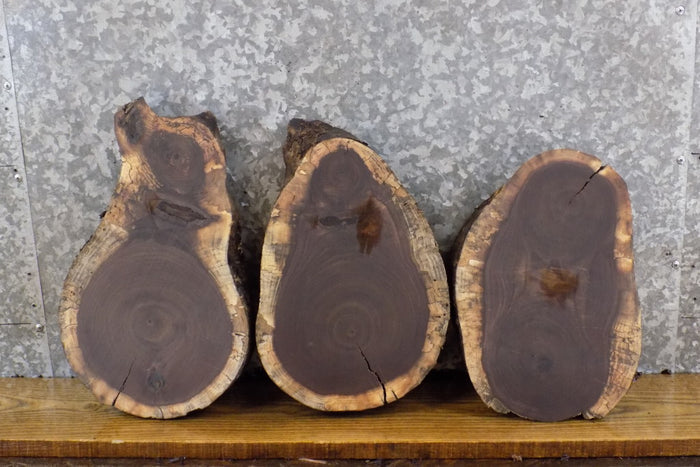 3- Black Walnut Live Edge Rustic Round Cut Craft Pack Wood Slabs 13822-13824