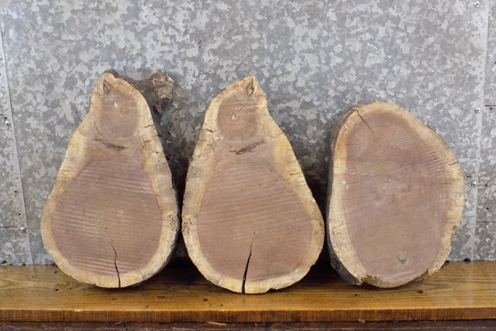 3- Black Walnut Live Edge Rustic Round Cut Craft Pack Wood Slabs 13822-13824