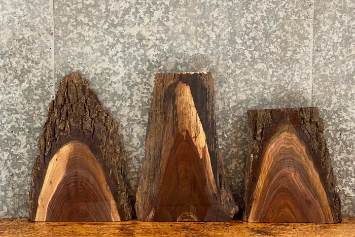 3- Black Walnut Live Edge Taxidermy Mount Slabs/End Table Tops 13792-13793,13807