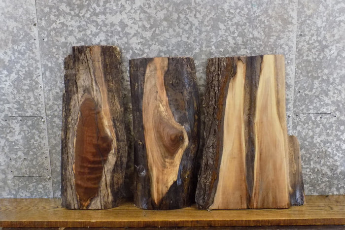 3- Live Edge Black Walnut Rustic Craft Pack/Taxidermy Base Slabs 14411-14413