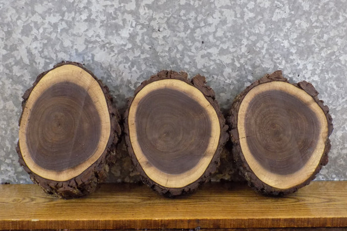 3- Natural Edge Bark Black Walnut Round Cut Craft Pack Wood Slabs 13587-13589