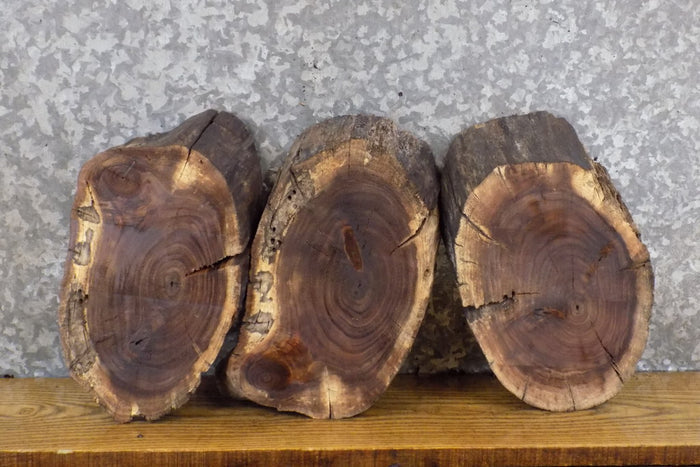3- Oval Cut Live Edge Black Walnut Craft Pack/Taxidermy Bases 13593-13595