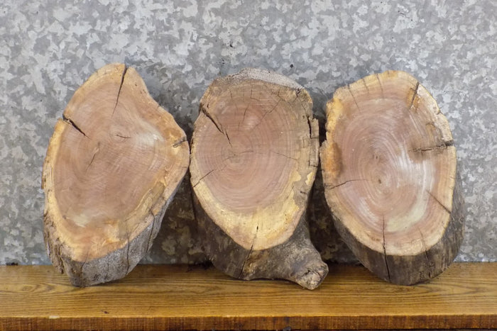 3- Oval Cut Live Edge Black Walnut Craft Pack/Taxidermy Bases 13593-13595