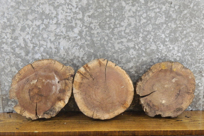 3- Reclaimed Black Walnut Live Edge Round Cut Craft Pack Slabs 12754-12756