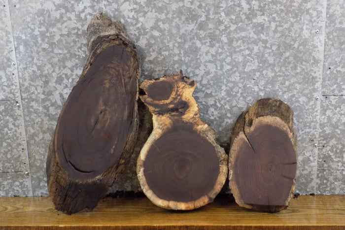 3- Reclaimed Oval Cut Black Walnut Live Edge Craft Pack Slabs 13816-13818