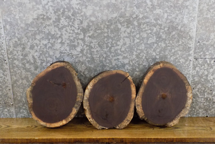 3- Round Cut Natural Edge Black Walnut Taxidermy Bases/Craft Pack 13564-13566