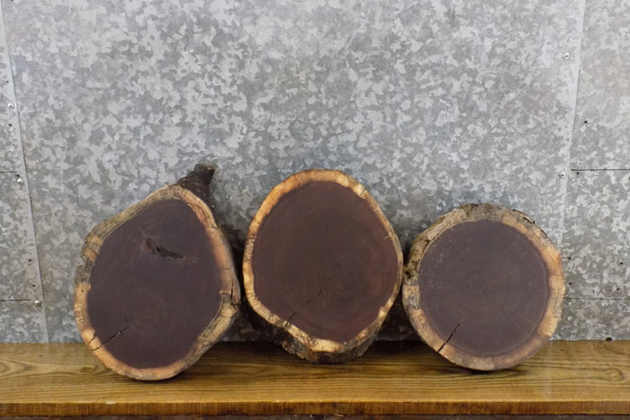 3- Rustic Black Walnut Round Cut Live Edge Taxidermy Bases 13570-13572