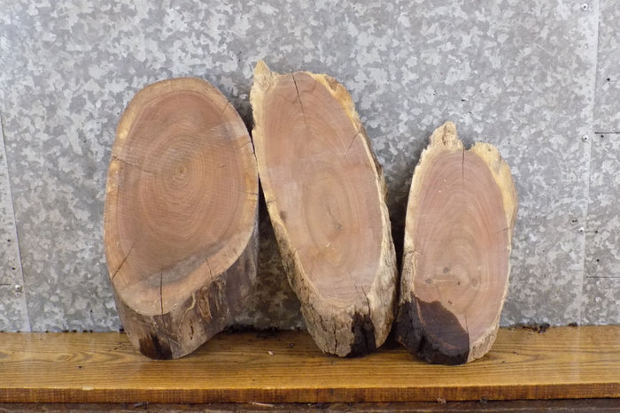 3- Salvaged Oval Cut Black Walnut Live Edge Taxidermy Bases 13813-13815