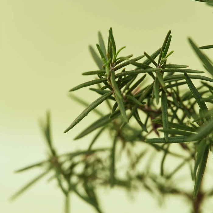 Aromatica Vitalizing Rosemary All-In-One Wash