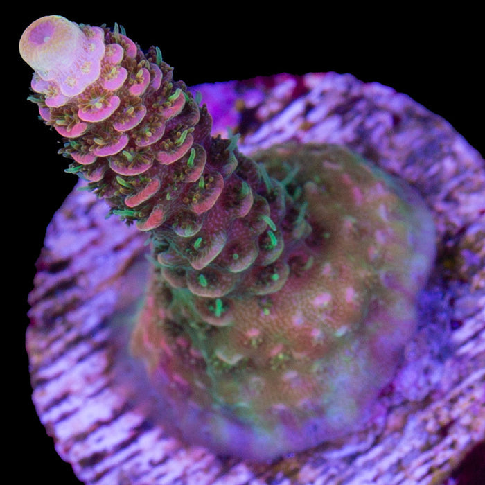 ASD Rainbow Millepora Coral
