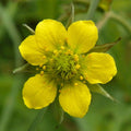 Avens Seeds (Geum urbanum)