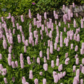 Bistort Seeds (Polygonum bistorta)