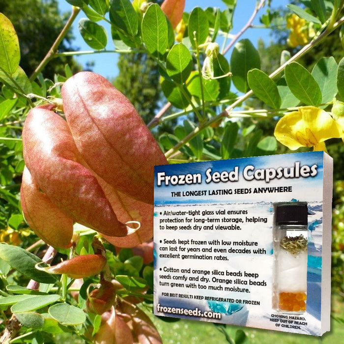 Bladder Senna Seeds (Colutea arborescens)