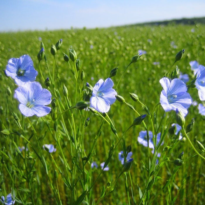 Brown Flax Seeds (Linum usitatissimum)