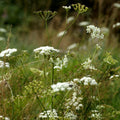 Burnet Saxifrage Seeds (Pimpinella saxifraga)