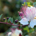 Caper Bush Seeds (Capparis spinosa inermis)