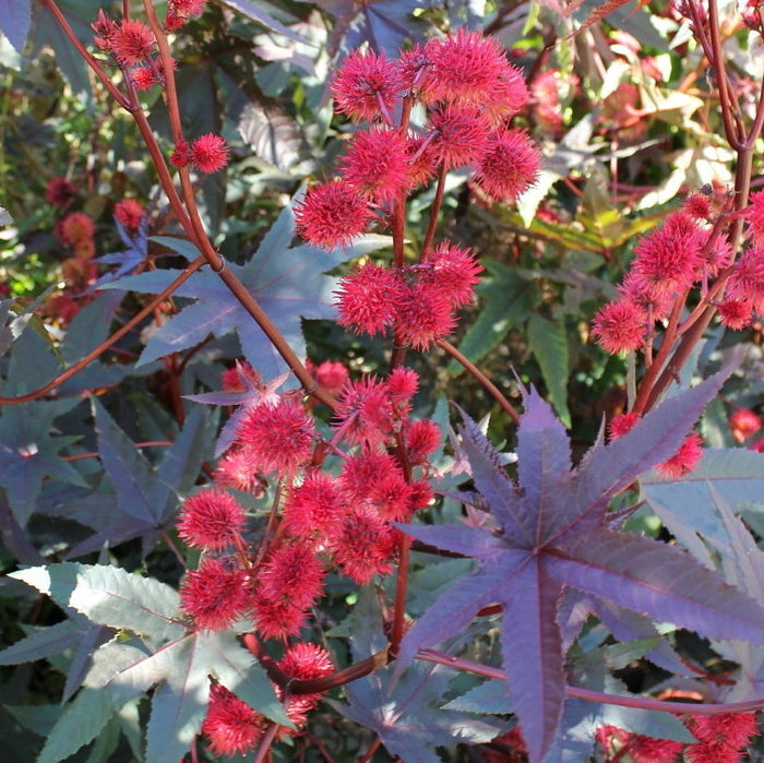 Carmencita Red Castor Bean Seeds (Ricinus communis) [PACKET ONLY] [DISCONTINUED]