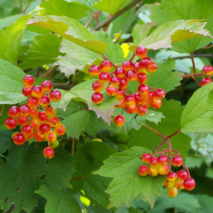 Cramp Bark Seeds (Viburnum opulus)
