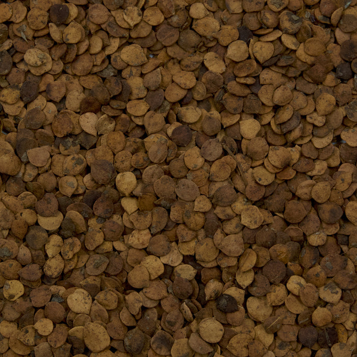 Cramp Bark Seeds (Viburnum opulus)