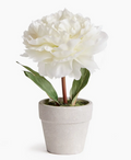 Cream Mini Potted Peony