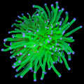 Electric Green Torch Coral