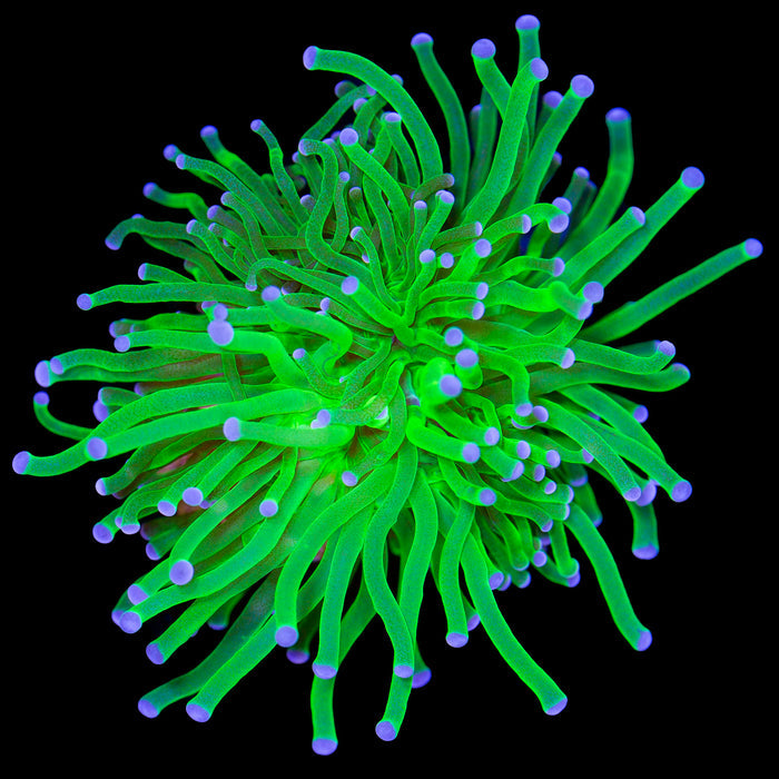 Electric Green Torch Coral