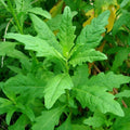 Epazote Seeds (Dysphania ambrodioides)