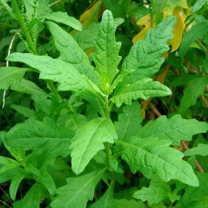 Epazote Seeds (Dysphania ambrodioides)