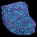 Fiji Maze Brain Coral