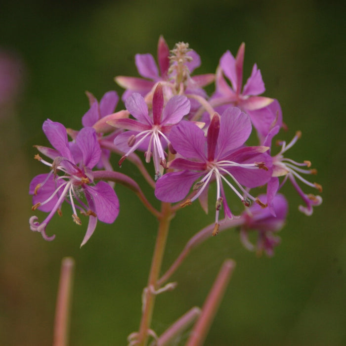 Fireweed Seeds (Epilobium angustifolium)