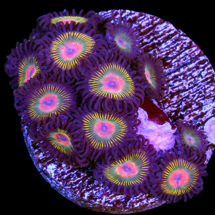 Gorilla Nipple Zoanthids