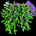 Green Goblin Anacropora Coral Colony