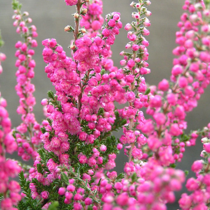 Heather Seeds (Calluna vulgaris)