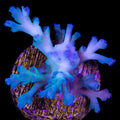Ice Fire Acropora Echinata Coral