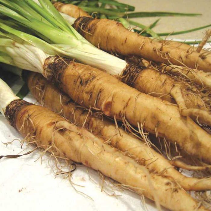 Mammoth Sandwich Island Salsify Seeds