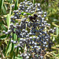 Mexican Elderberry Seeds (Sambucus mexicana)