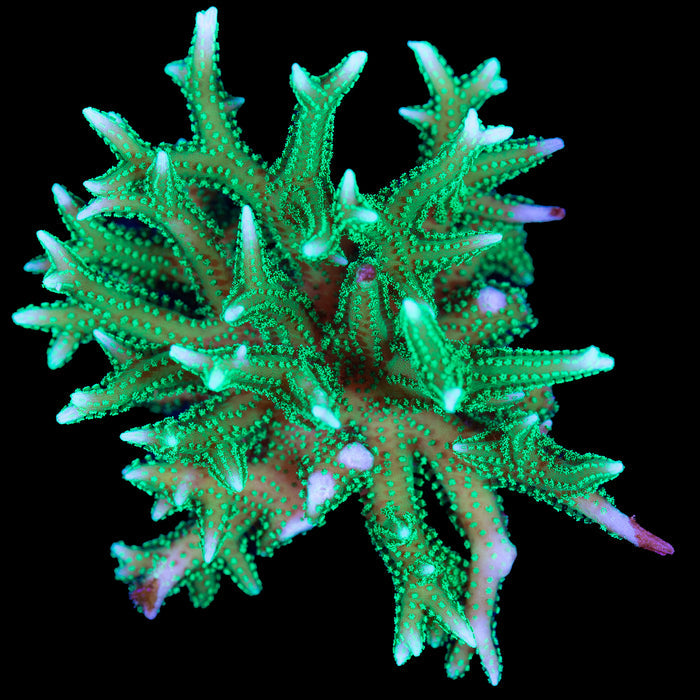 Neon Green Birdsnest Coral