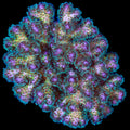Pink & Green Pocillopora Coral
