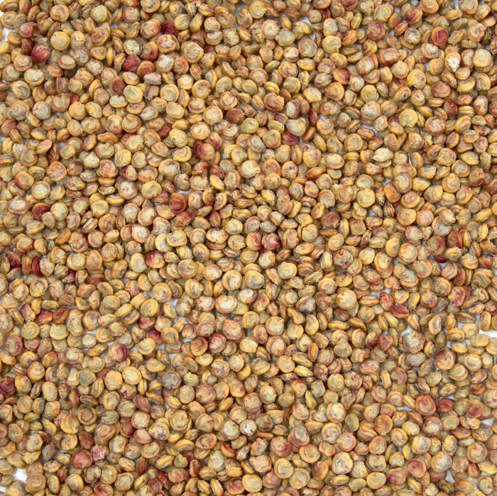 Prickly Pear Cactus Seeds (Opuntia stricta)