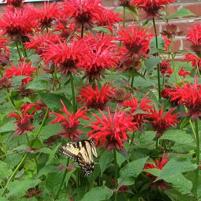 Scarlet Bee Balm Seeds (Monarda didyma)