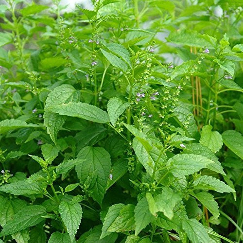 Skullcap Seeds (Scutellaria Lateriflora)
